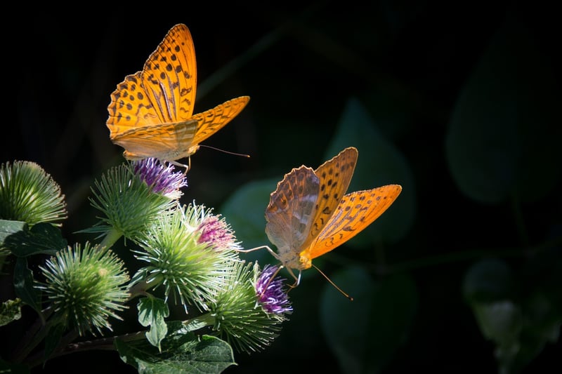 Butterfly Effect Dilemma